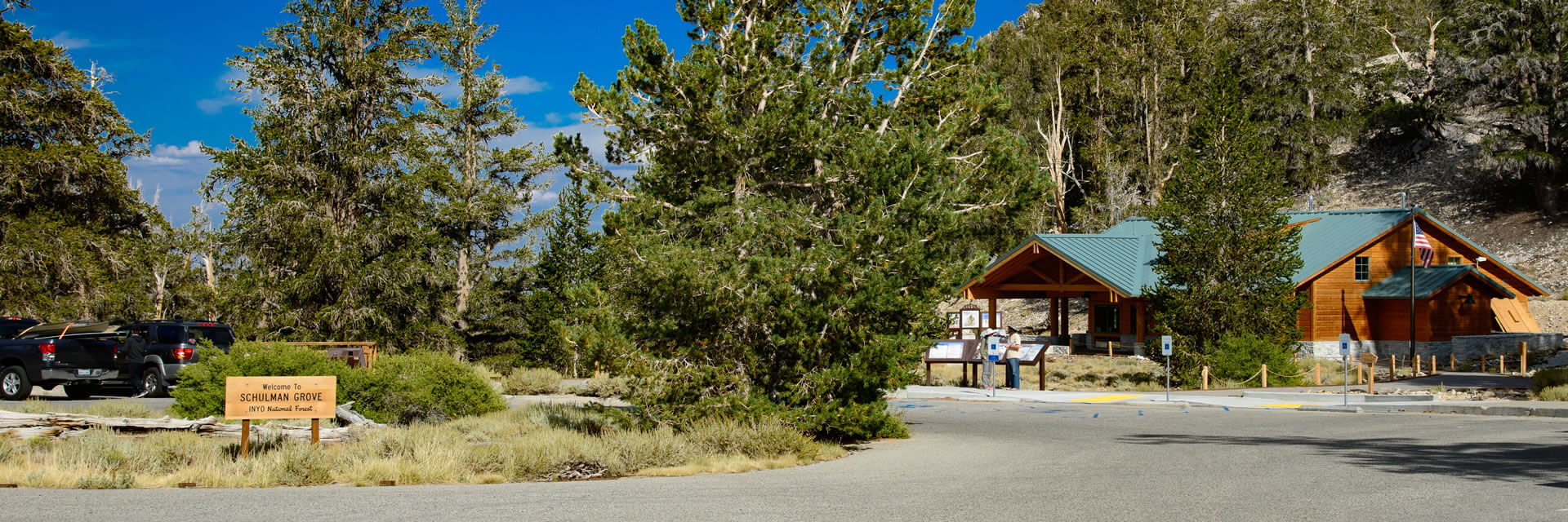 Bristlecone pine at the Brisetlecone Pine Visitor Center