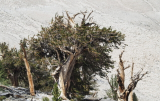 Bristlecone pine trees