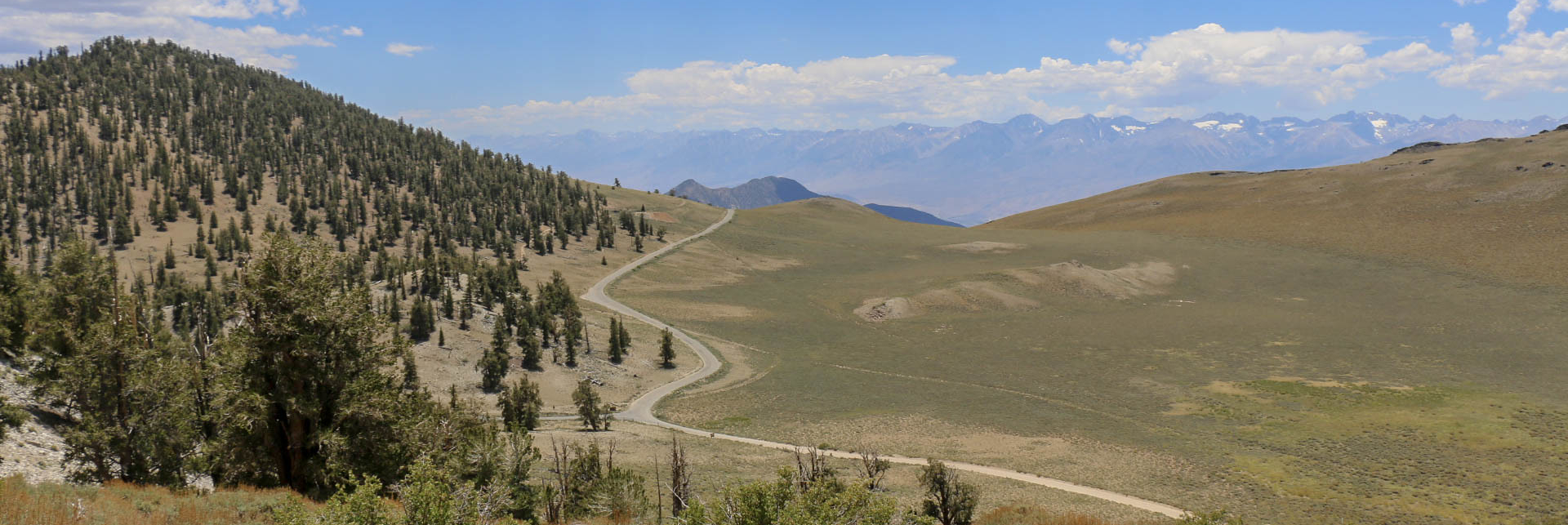A green, high mountain valley with a road and Bristlecone Pines on the left side