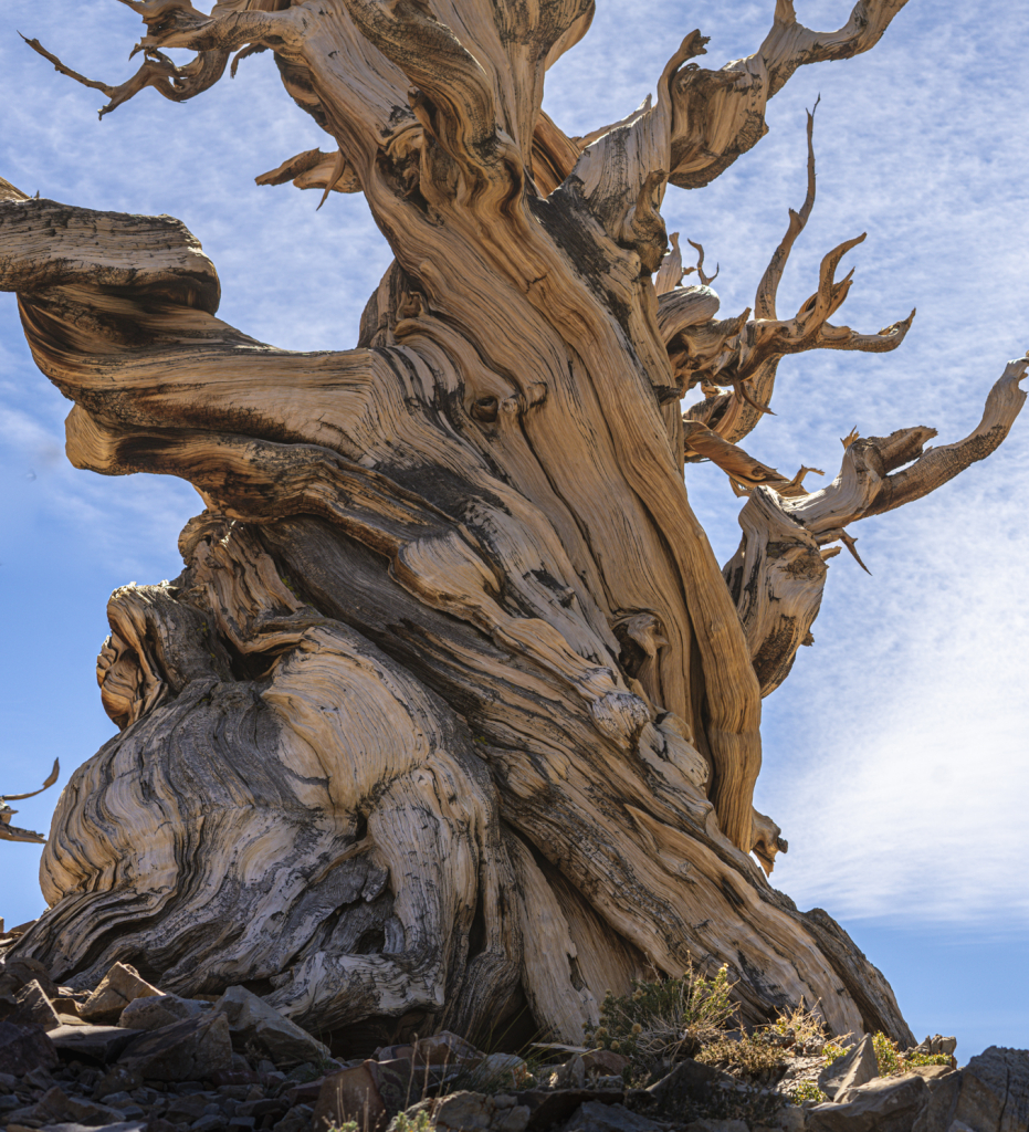 The trunk of a Bristlecone Pine Tree